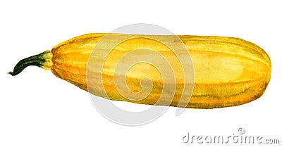 Watercolor yellow zucchini Stock Photo