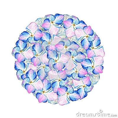 Watercolor inflorescence Hydrangea circle design. May be used for textile decoration print, invitation card, spring Stock Photo