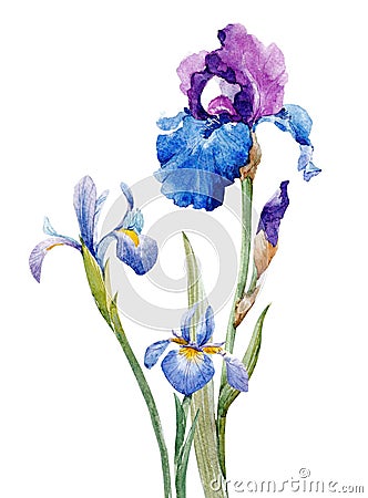 Watercolor iris composition Stock Photo