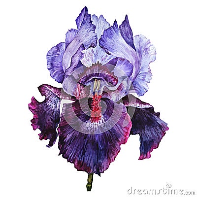 Watercolor Iris isolated Vector Illustration