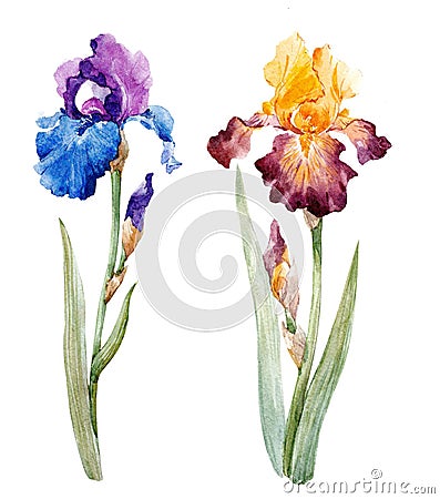 Watercolor iris set Stock Photo