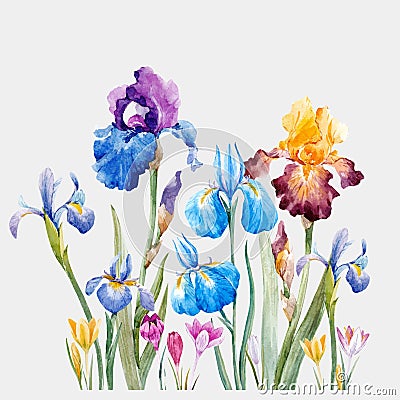 Watercolor iris vector composition Vector Illustration