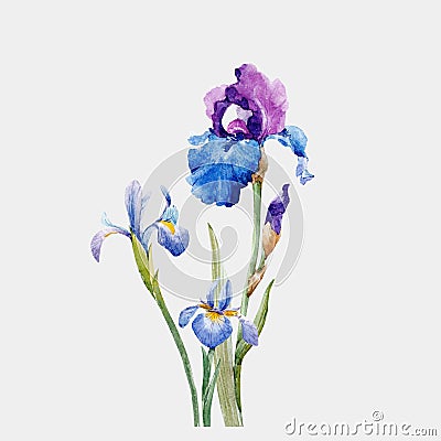 Watercolor iris vector composition Vector Illustration