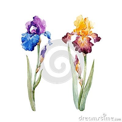 Watercolor iris vector set Vector Illustration