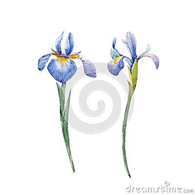 Watercolor iris vector set Vector Illustration