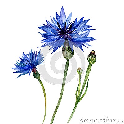 Hand drawn watercolor cornflowers Vector Illustration