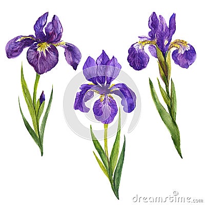 Watercolor irises flowers set Stock Photo