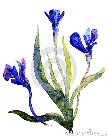 Watercolor Irises Cartoon Illustration