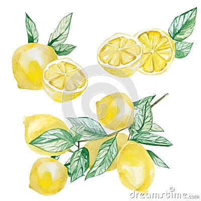 Watercolor isolated botanical illustration fruit lemon. Branch with lemon arragement for wedding stationary, greeting cards, wallp Cartoon Illustration