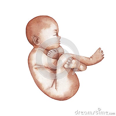 Watercolor isolated fetus Vector Illustration