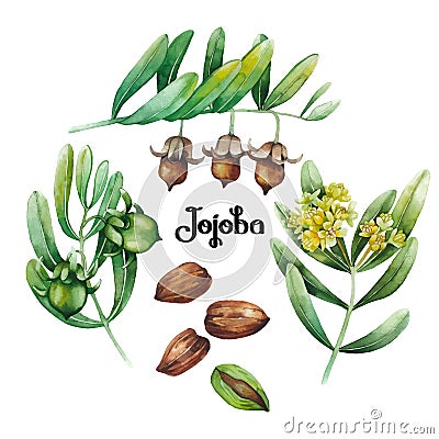 Watercolor jojoba plant Vector Illustration