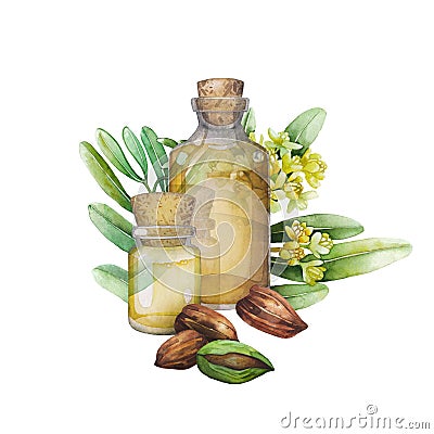Watercolor jojoba plant Stock Photo