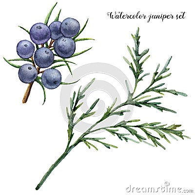 Watercolor juniper set. Hand painted blue berries and juniper branch isolated on white background. Botanical floral Cartoon Illustration