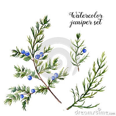 Watercolor juniper set. Hand painted evergreen branch with berries on white background. Botanical illustration for Cartoon Illustration