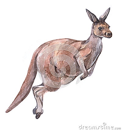 Watercolor kangaroo animal Cartoon Illustration