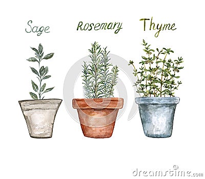 Watercolor kitchen culinary herb plants illustration. Rosemary, sage, thyme in pots, isolated on white background. Botanical art Cartoon Illustration