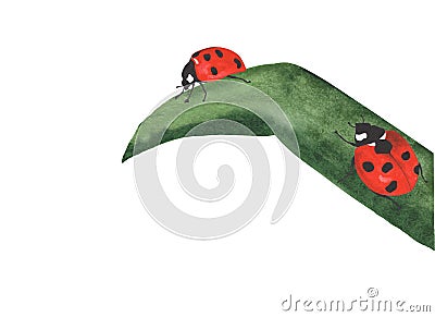 Watercolor ladybug on white background Stock Photo