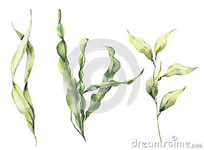 Watercolor laminaria set. Hand painted underwater floral illustration with algae leaves branch isolated on white Cartoon Illustration