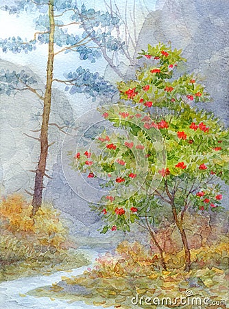 Watercolor landscape. Forest mountain brook runs between pine an Stock Photo