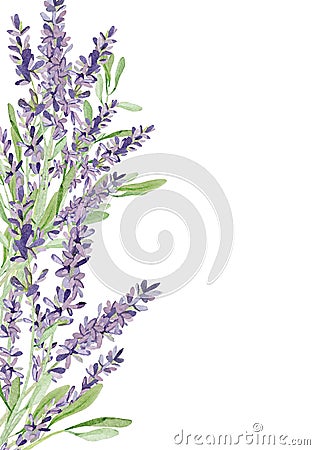 Watercolor lavender border illustration. Hand painted vintage violet flowers with stem isolated on white background. Cartoon Illustration