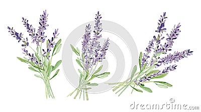 Watercolor lavender bouquet for wedding card. Hand painted vintage violet flowers with leaves and branch isolated. Cartoon Illustration