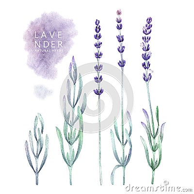 Watercolor lavender collection Stock Photo