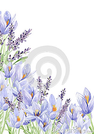 Watercolor lavender and crocus frame banner illustration. Hand painted vintage flowers with stem isolated on white background. Cartoon Illustration