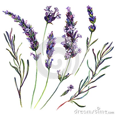 Watercolor Lavender Elements Isolated on White Vector Illustration