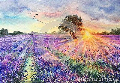 Watercolor lavender field. Sunset lavender field. Stock Photo