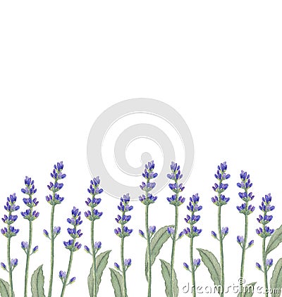 Watercolor illustration with lavender flowers. Cartoon Illustration