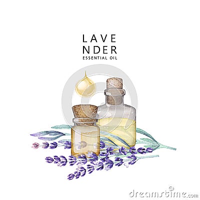 Watercolor lavender oil Stock Photo