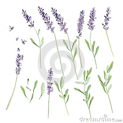Watercolor lavender set. Hand painted vintage violet flowers with leaves and branch isolated on white background. Cartoon Illustration