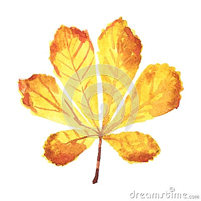 Watercolor leaf chestnut isolated on a white background Stock Photo