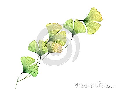 Watercolor leaves border. Diagonal line design element. Transparent green leaves isolated on white. Hand painted artwork Cartoon Illustration