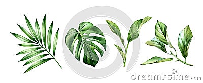Watercolor leaves set. Tropical citrus, palm, monstera leaves. Exotic tree branches isolated on white. Collection of Cartoon Illustration