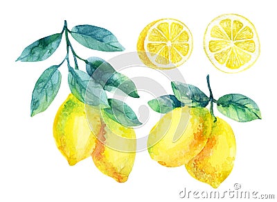 Watercolor lemon fruit branch with leaves isolated on white Cartoon Illustration