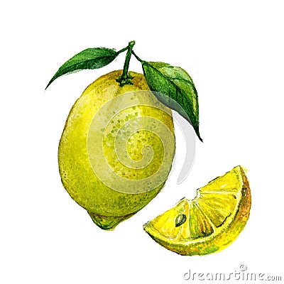 Watercolor lemon isolated Vector Illustration