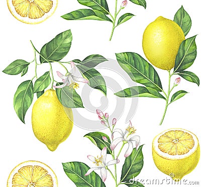 Watercolor lemon pattern on white background Cartoon Illustration