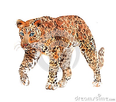 Watercolor leopard big cat animal illustration Cartoon Illustration