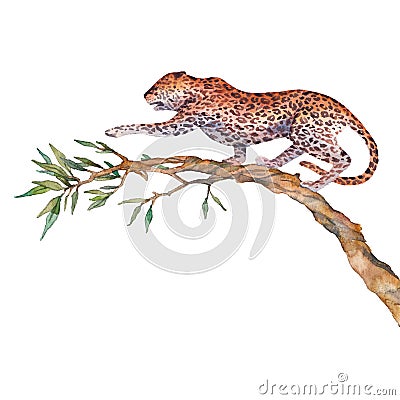 Watercolor leopard isolated Cartoon Illustration