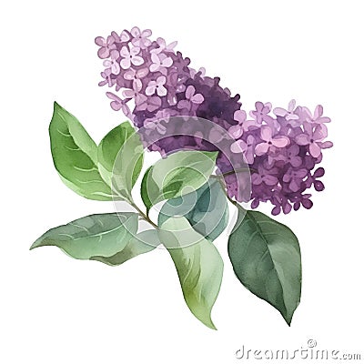 Watercolor lilac bouquet isolated on white background. Vector illustration. Cartoon Illustration
