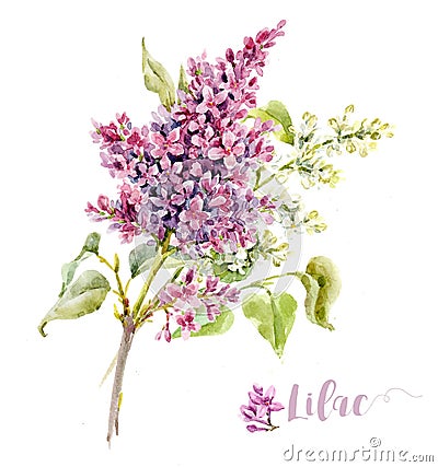 Watercolor lilac flower Cartoon Illustration