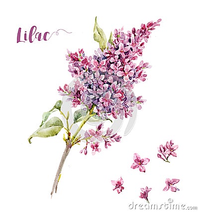 Watercolor lilac flower Cartoon Illustration