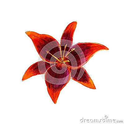 Watercolor lilium flower, hand drawn, isolated on white. Stock Photo