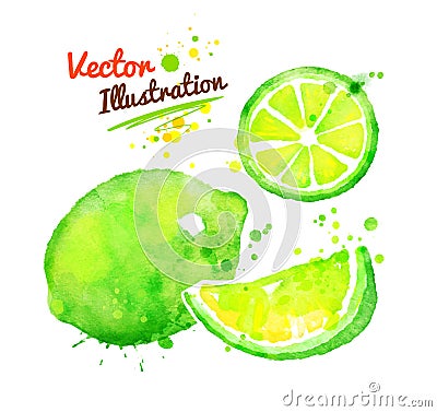 Watercolor lime Vector Illustration