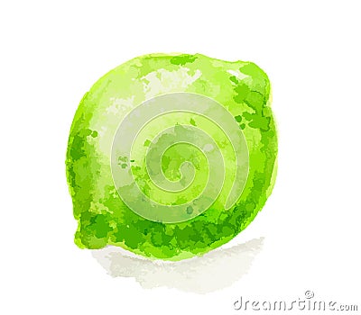 watercolor lime. Vector Illustration