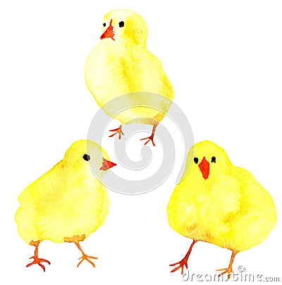 Watercolor little chicken set illustration isolated images on white background. Hand drawn painting collection. Cartoon Illustration