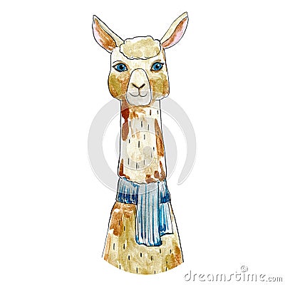 watercolor llama head in a scarf isolated Stock Photo