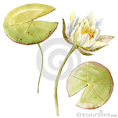 Watercolor lotus flower Vector Illustration