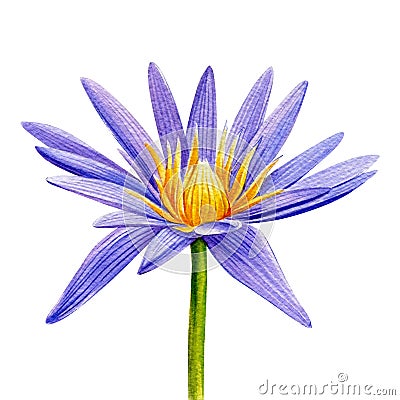 Watercolor lotus, purple water lily, tropical flower. Illustration isolated on white. Cartoon Illustration